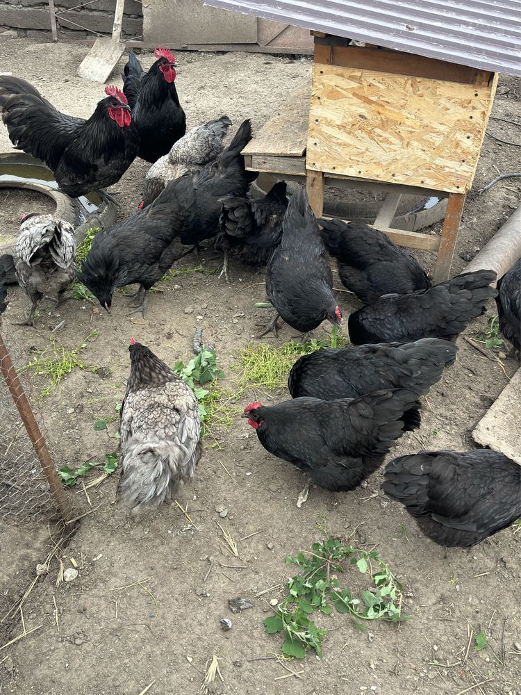 Gaini Australorp