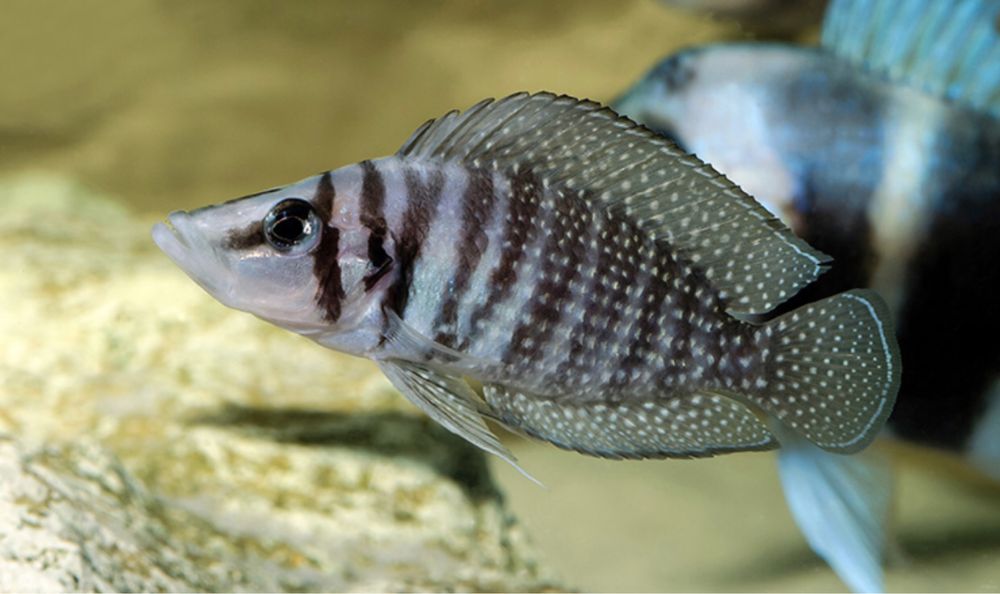 Altolamprologus Calvus "Black"