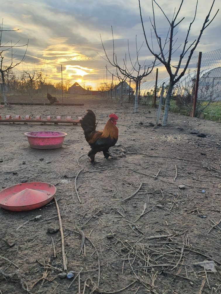 Vand cocosi pitici preț 35 lei