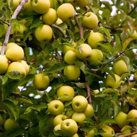 Pomi Fructiferi La Ghiveci (MĂR )