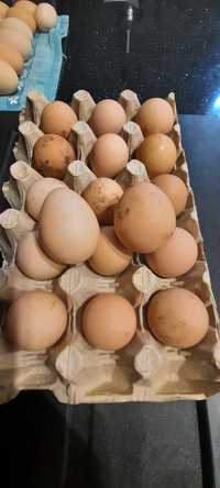 Ouă de bibilica pentru incubat sau consum
