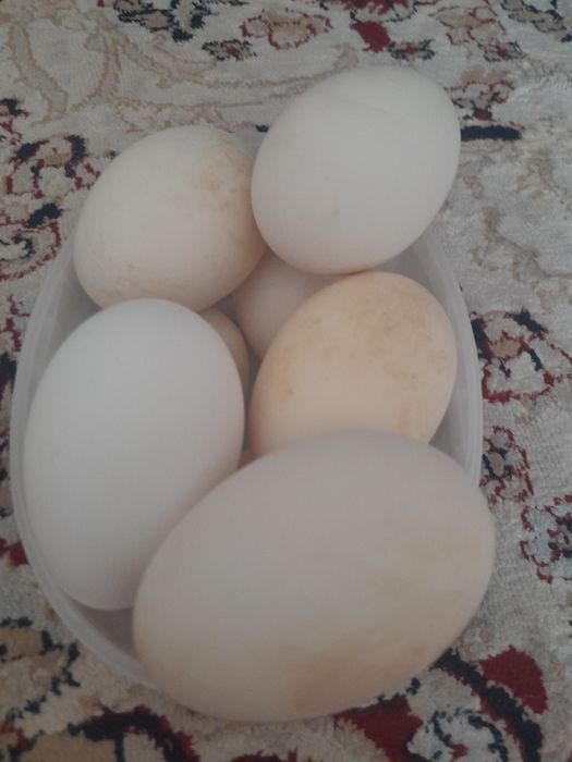 Қаздың жұмыртқасы бар