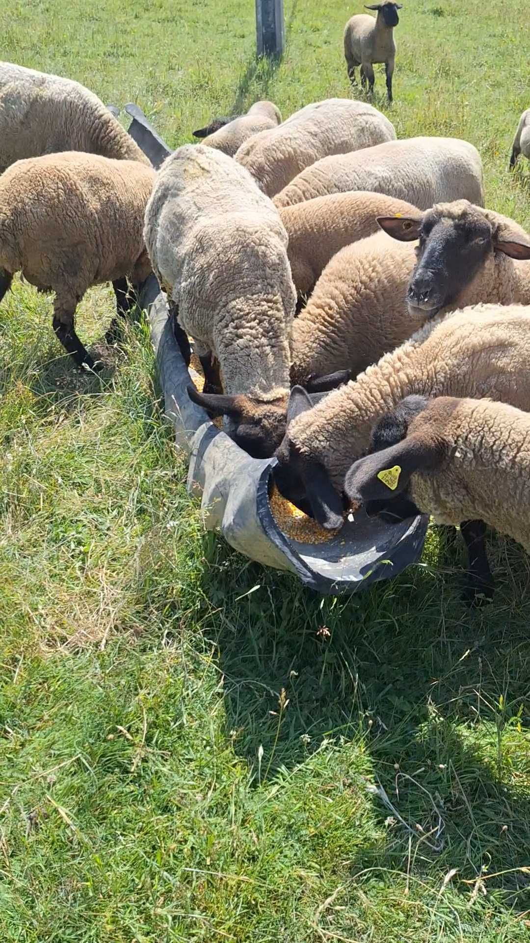 Oi sufolk de vânzare