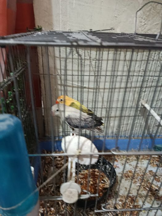 Тоти куш сотилади.