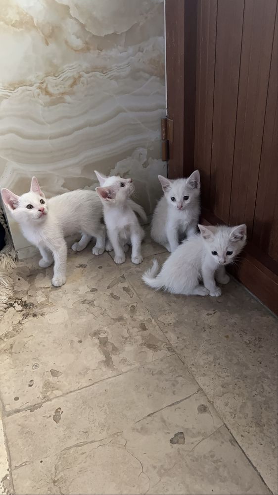 Ассал мушукчалар