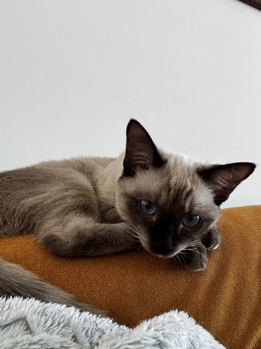 Pisica Siameza De adoptat