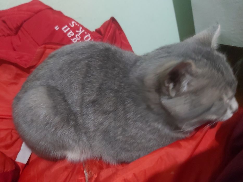 Mushuk sotilmaydi siz aldandingiz