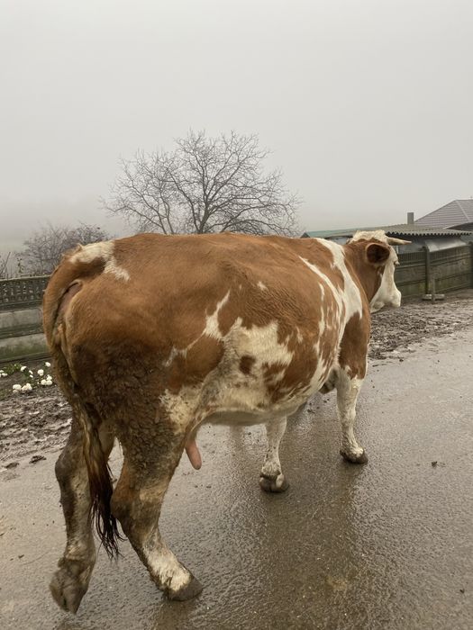 Vaca baltata romaneasca