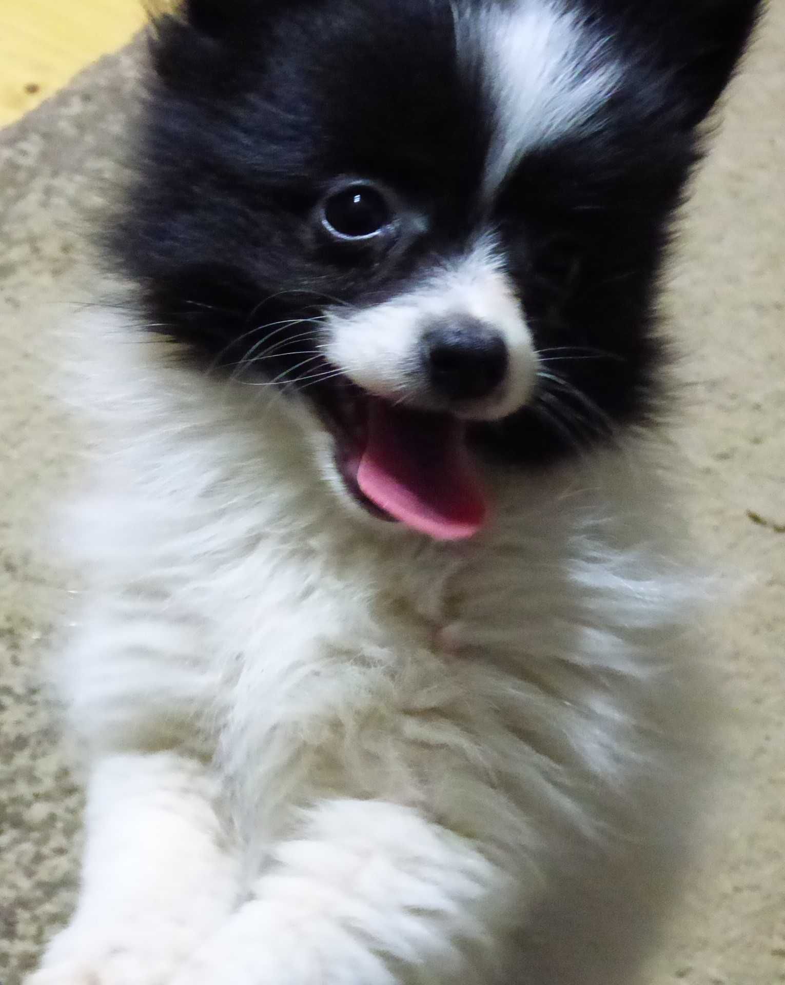 Pomeranian fetita
