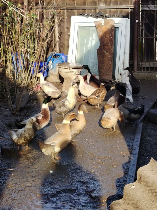 Vând rațe de rasa cu moț