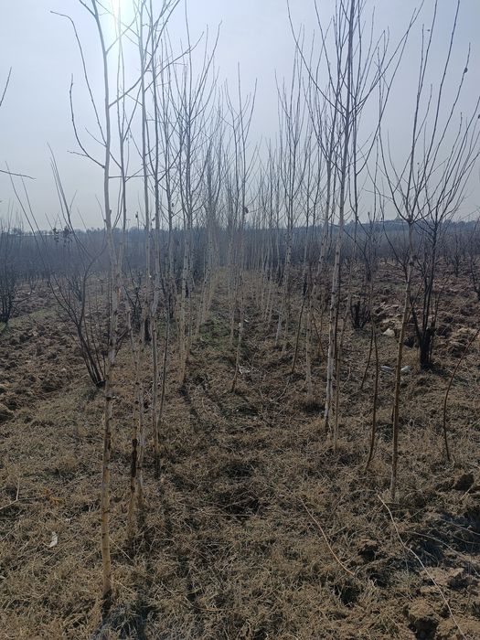 Oq qayin ko'chati va teraklar vaboshqa har xil turdagi mevali ko'chatl
