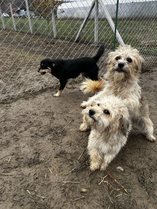 Donez cateluse bisoni