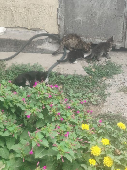 Бесплатно котята
