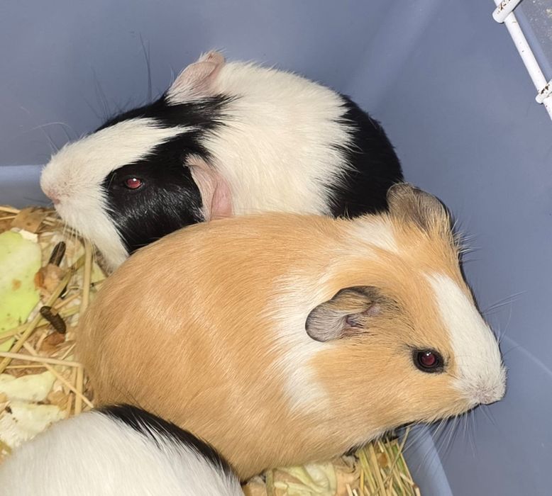 Porcusori de guineea