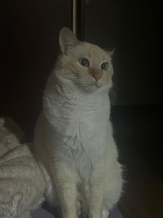 отдам кота в хорошие руки