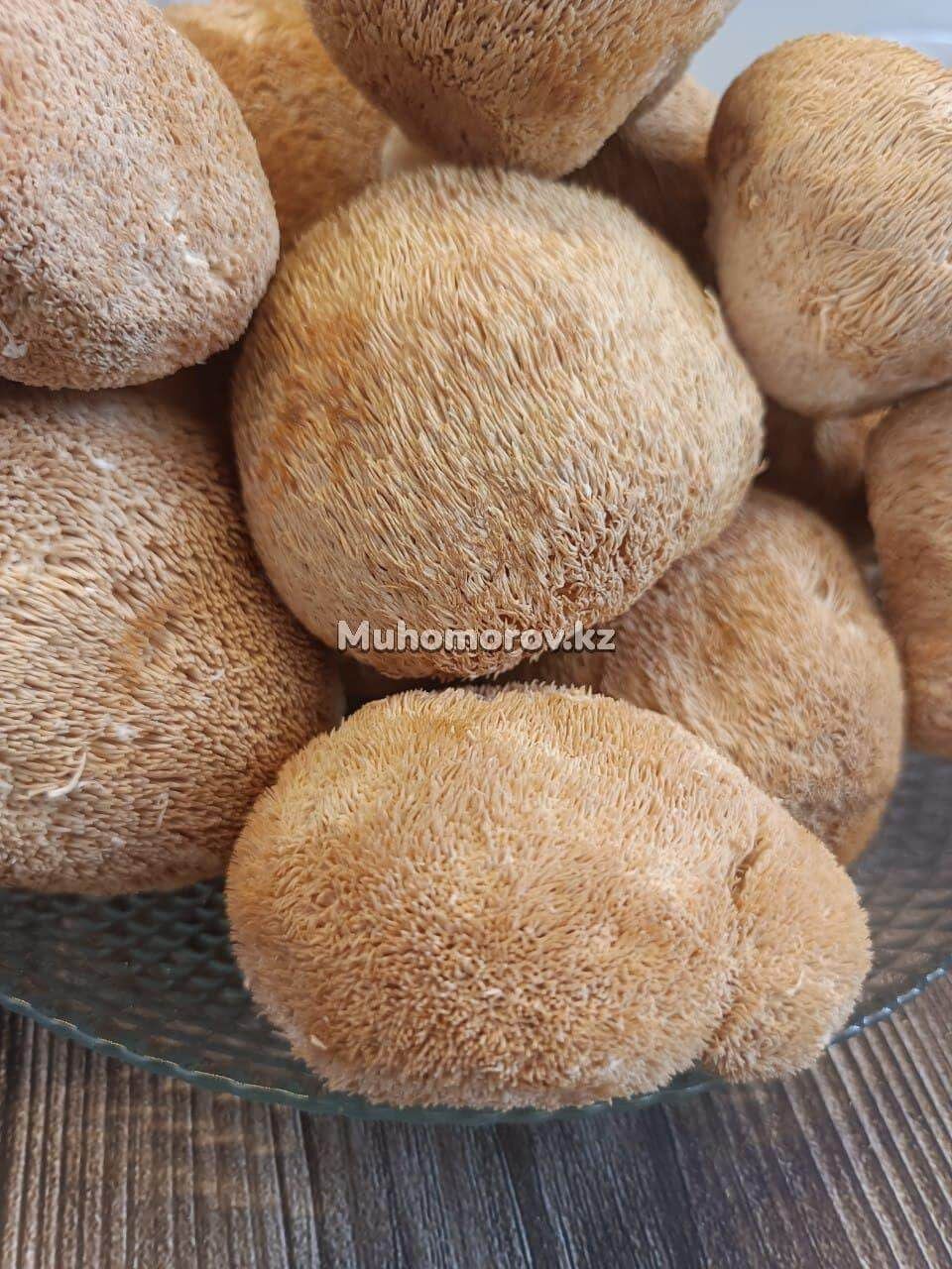 Ежовик Гребенчатый (Lion's Mane)