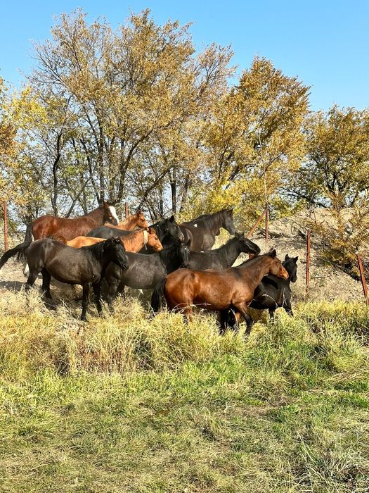 Продам косяк лошадей