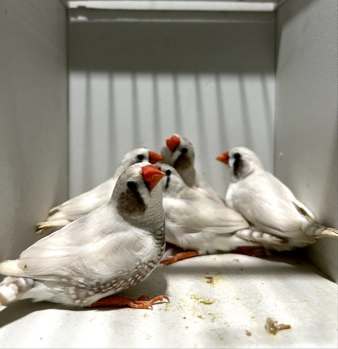 Amadinka Амадина