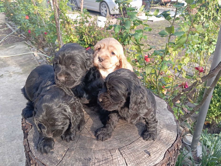 Кученца кокер шпаньол