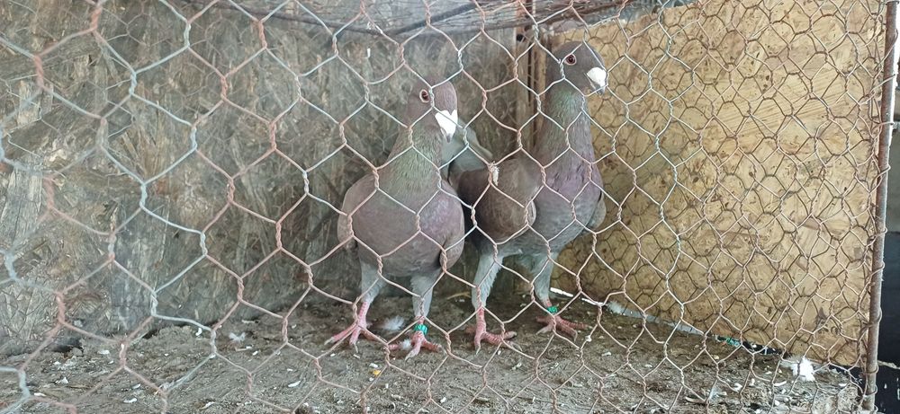 Porumbei voiajori germani