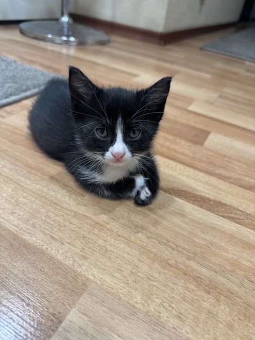 Милые домашние котята