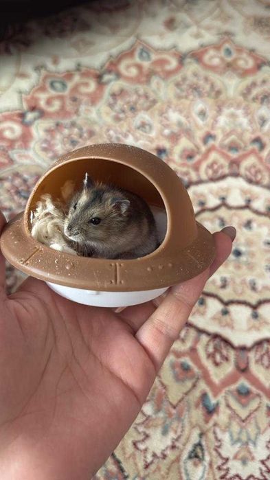 Хомяки, хомячки детеныши