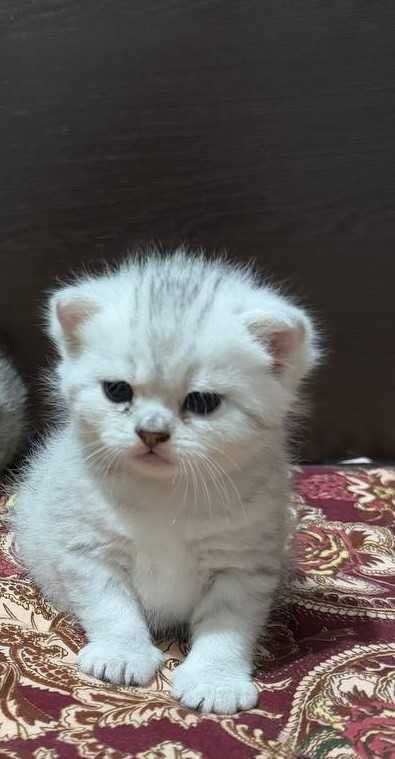 Котик скотиш страйт