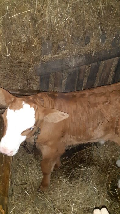 Vițel baltata germană