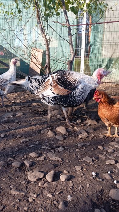 Curcan românesc crescut natural