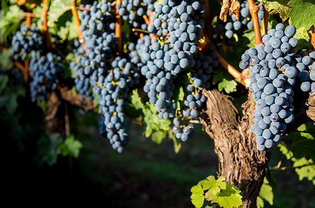 Struguri pentru vin