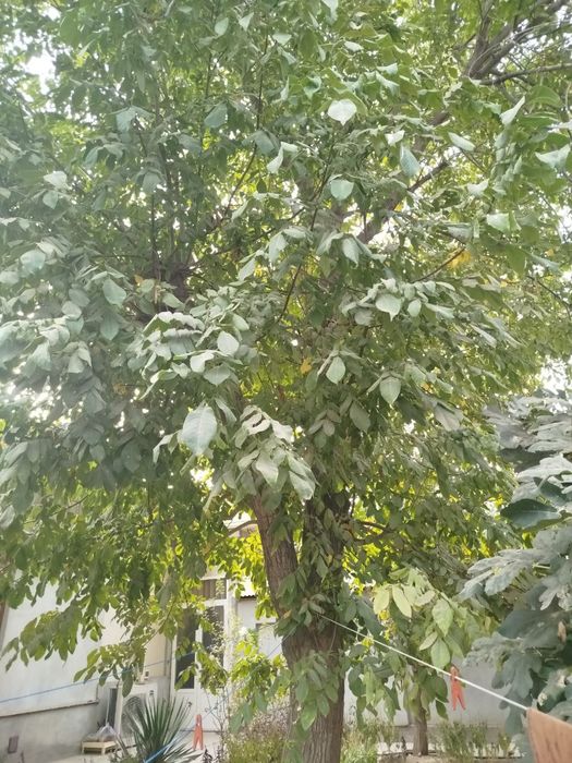 Ёнғоқ дарахти сотилади