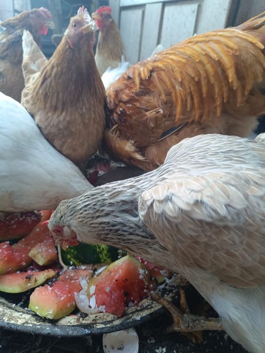 продам куриц несушек 11штук петух в подарок домашние