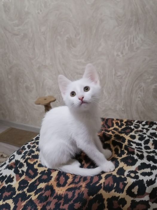 Отдам в хорошие руки котят