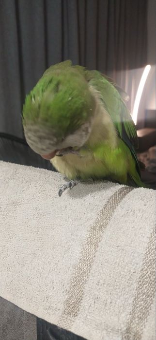 Социален ръчно хранен папагал монах