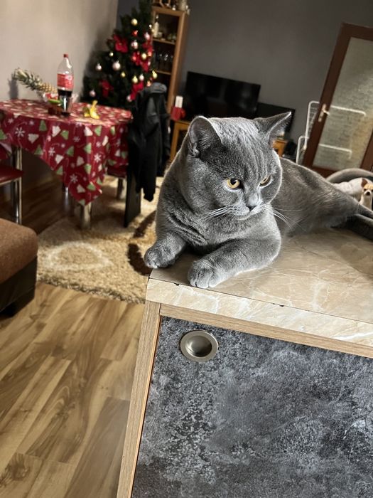 Британска мъжка котка