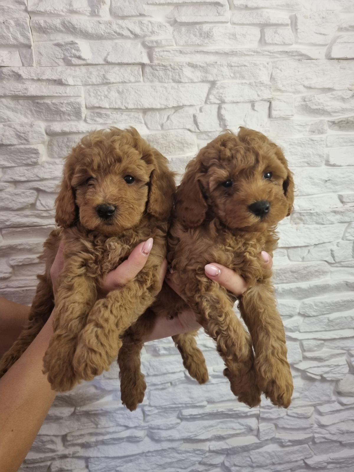 Toy Poodle  Мини Пудел