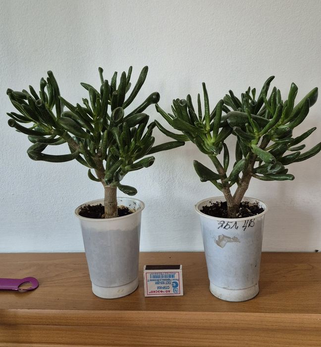 Крассула Хоббит суккулент