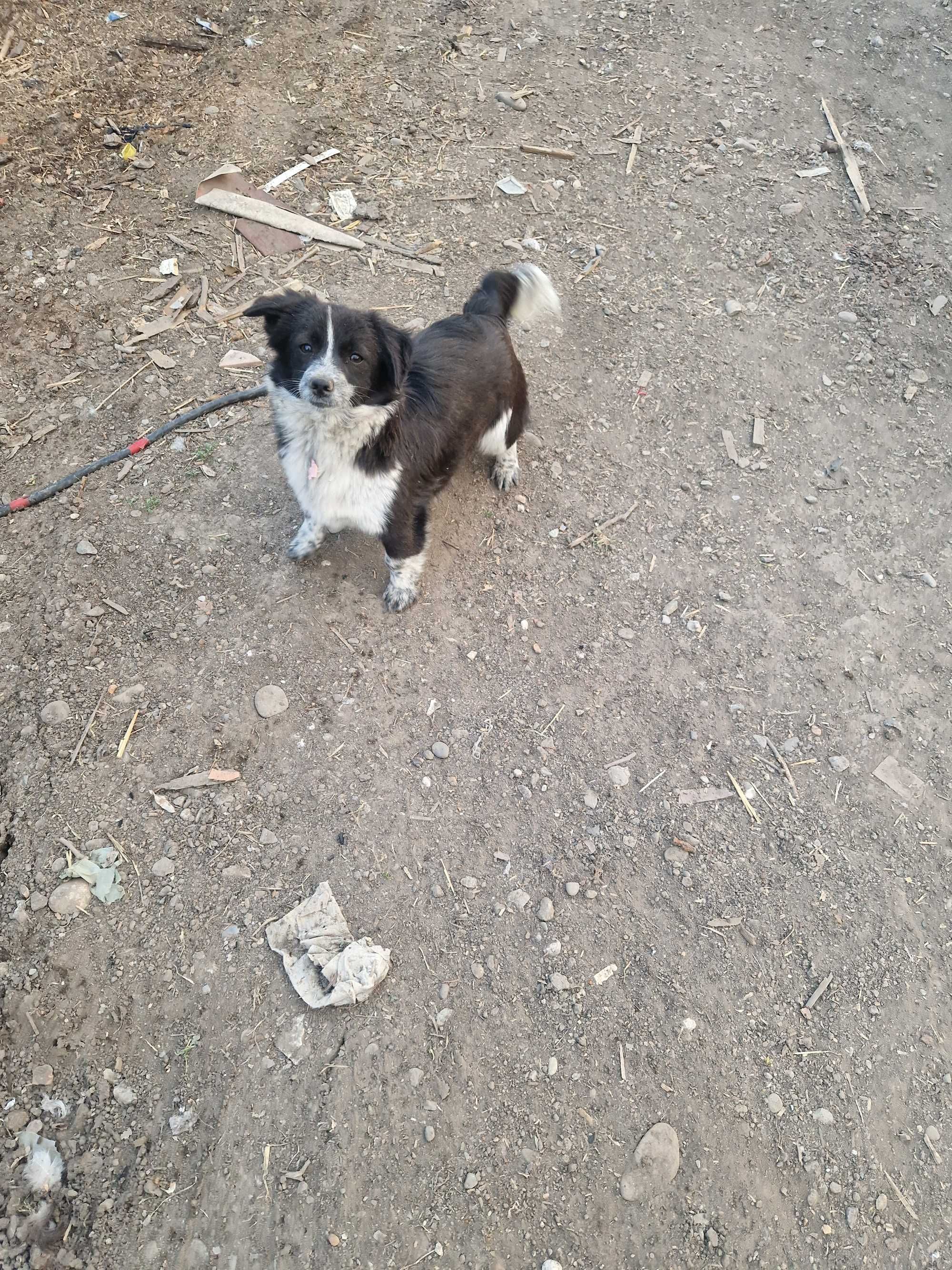 Adoptie căței rasă pitică