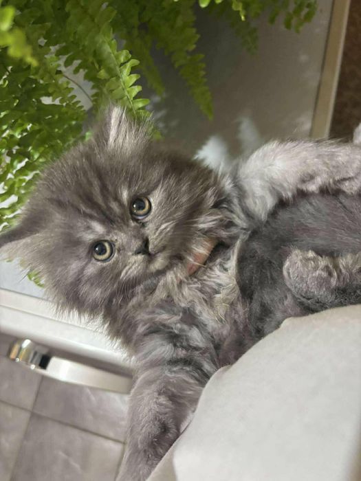 Персийски котенца