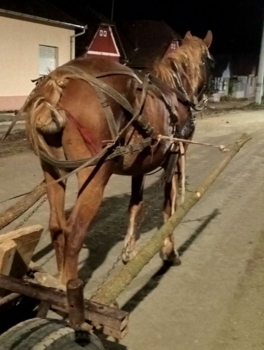 Vând iapa de 6 ani garantat la orice