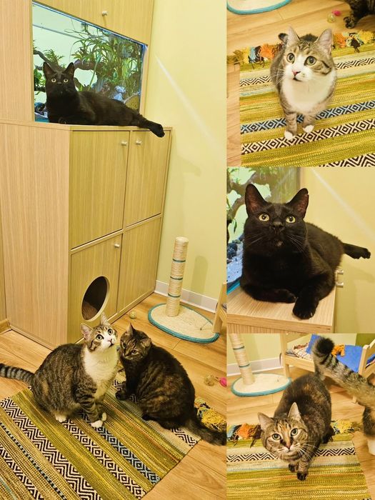 Donez 2 pisicute o fata și un motan