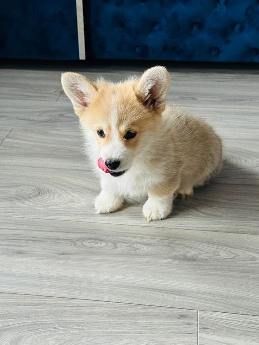Welsh corgi pembroke