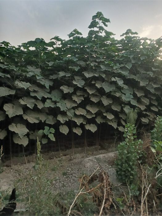 Pavlonita kochatlari