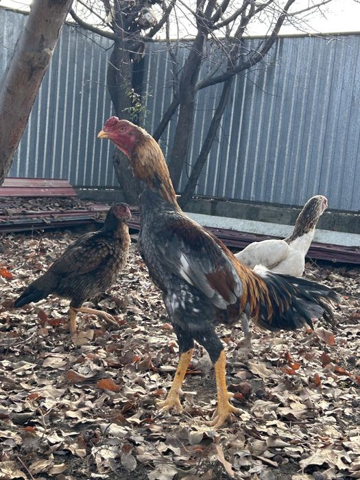 Дакан қораз сатлады 1 жлдық туляк