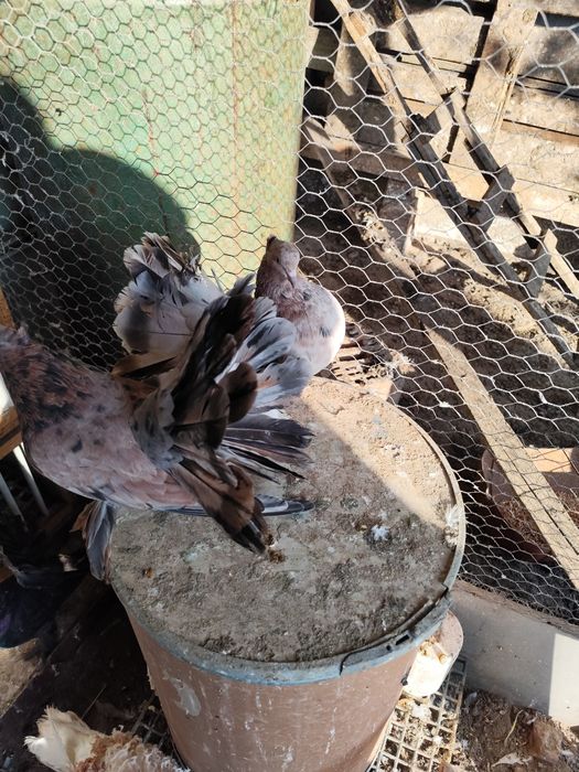 Voltat Indian linia mare