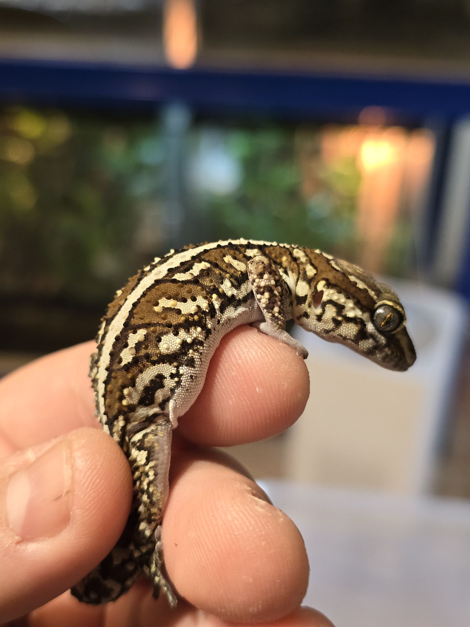 Pareodura picta / madagascar ground gecko