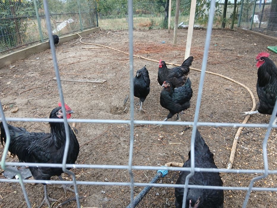 Vand  Australorp