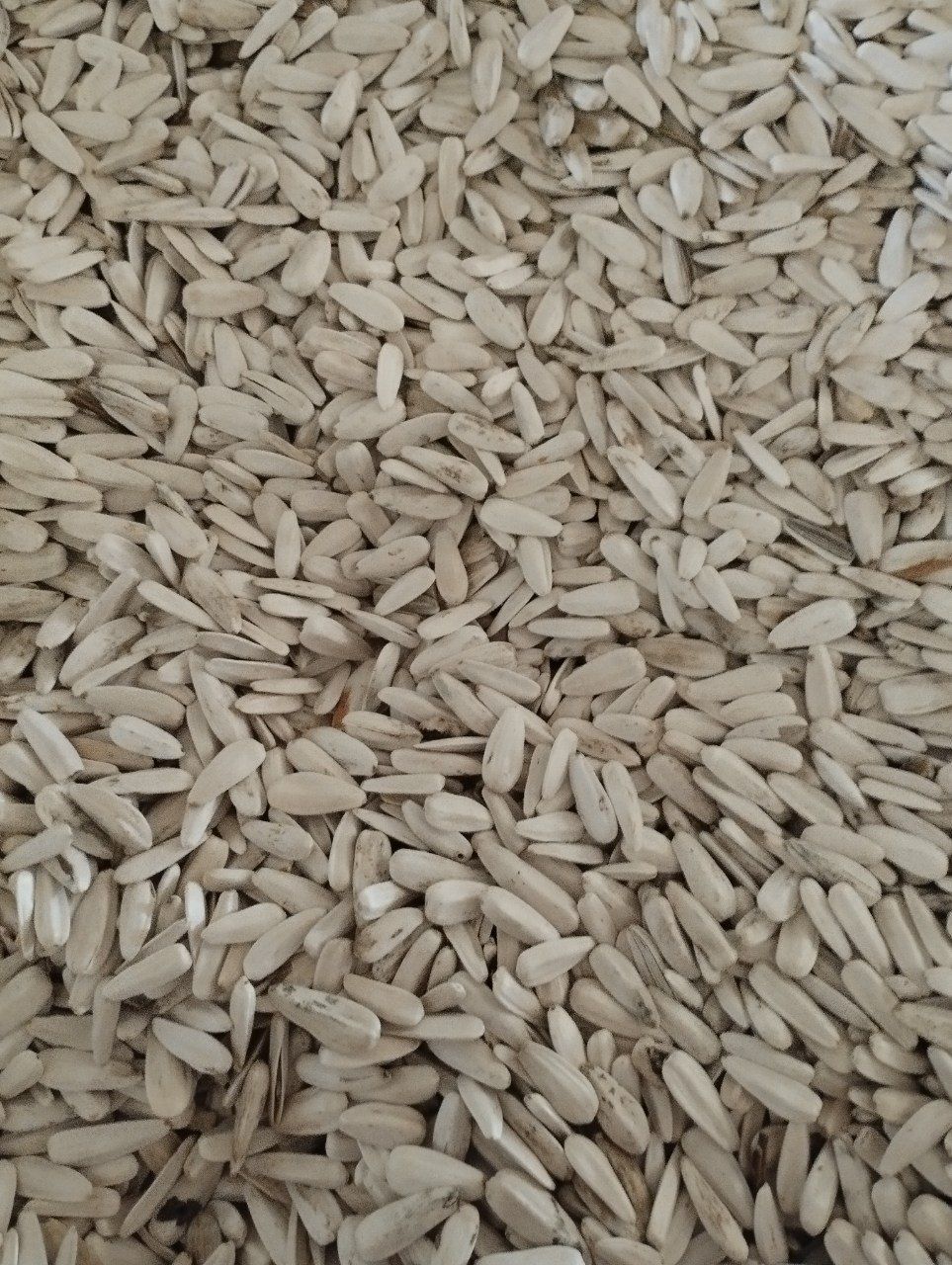 Semichka sotiladi