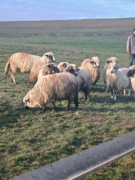 18 oi de vanzare si tinere din care 5 mai vechi