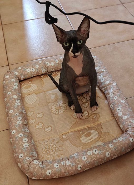 Pisica Sphinx femelă